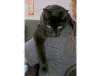 Adopt Zorro a All Black Domestic Shorthair (short coat) cat in Englewood