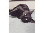Adopt Fifi a All Black Domestic Shorthair / Mixed (short coat) cat in Houston