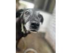 Adopt Barkley a Black - with White Labrador Retriever / Mixed dog in Dallas