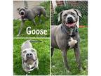 Adopt Goose a Gray/Blue/Silver/Salt & Pepper American Pit Bull Terrier / Mixed