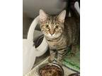 Adopt Lilah a Orange or Red Domestic Shorthair / Domestic Shorthair / Mixed cat