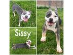 Adopt Sissy a Merle American Pit Bull Terrier / Mixed Breed (Medium) / Mixed