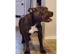 Adopt Girlie a Gray/Silver/Salt & Pepper - with White American Pit Bull Terrier
