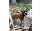 Adopt Ziggy a Tan/Yellow/Fawn - with White Boxer / Mixed dog in Teaneck