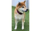 Adopt IOKO a Red/Golden/Orange/Chestnut Shiba Inu / Mixed dog in Glendale