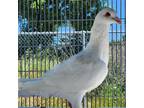 Adopt Sugar a White Pigeon bird in Burlingame, CA (41376078)