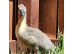 Adopt Lucius a Blue Duck bird in Burlingame, CA (41376077)