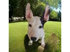 Adopt Reggie a White - with Brown or Chocolate Bull Terrier / Mixed dog in