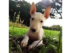 Adopt Stuart Little a White Bull Terrier / Mixed dog in Wichita Falls