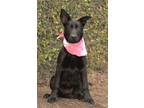 Adopt Tinkerbell a Black German Shepherd Dog / Mixed dog in Dana Point