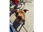 Adopt Scotty a Brindle American Pit Bull Terrier / Mixed dog in Bakersfield