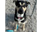 Adopt Scooter a Black Mixed Breed (Large) / Mixed dog in Janesville