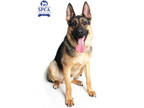 Adopt Ramon a Brown/Chocolate German Shepherd Dog / Mixed dog in Fresno