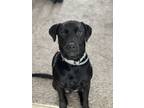 Adopt Optimus a Black Labrador Retriever / American Pit Bull Terrier / Mixed dog