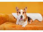 Adopt Annie a Tricolor (Tan/Brown & Black & White) Corgi / Mixed dog in Boise