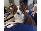 Adopt Ralph a Brown/Chocolate - with White Australian Shepherd / Mixed dog in