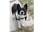 Adopt Winston a Black - with White Pembroke Welsh Corgi / Border Collie / Mixed