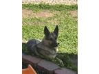 Adopt Pepper a Tricolor (Tan/Brown & Black & White) German Shepherd Dog / Mixed