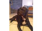 Adopt King a Black - with White American Pit Bull Terrier / Mixed dog in Miami