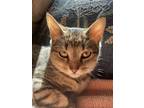 Adopt Fern a Brown Tabby Domestic Shorthair / Mixed cat in Pittsburgh