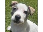 Adopt Harvey a Mixed Breed (Medium) / Mixed dog in Rancho Santa Fe