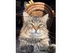 Adopt George a Brown Tabby Maine Coon / Mixed (long coat) cat in Kansas City