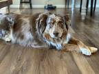 Adopt Jax a Brown/Chocolate - with White Australian Shepherd / Mixed dog in