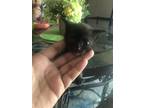 Adopt Echo a All Black Bombay / Mixed (medium coat) cat in Little Rock