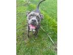 Adopt Zeus a Merle Mixed Breed (Small) / Mixed Breed (Medium) / Mixed (short