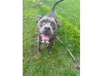 Adopt Zeus a Gray/Blue/Silver/Salt & Pepper Mixed Breed (Large) / Mixed dog in