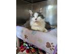 Adopt Thomas a Gray or Blue Domestic Shorthair / Mixed (short coat) cat in