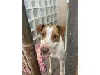 Adopt Johnny a White Hound (Unknown Type) / Mixed Breed (Medium) / Mixed (short