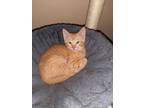 Adopt Ginger Ale a Orange or Red Tabby American Shorthair / Mixed (short coat)