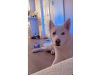 Adopt Washington a White Husky / Retriever (Unknown Type) / Mixed dog in Long