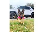 Adopt Lilo a Black - with Tan, Yellow or Fawn German Shepherd Dog / Mixed dog in