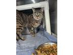 Adopt Layla a Domestic Shorthair cat in Roanoke, VA (41375014)