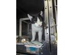 Adopt McMuffin a Domestic Shorthair cat in Roanoke, VA (41375011)