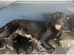 Adopt No name a Black Mutt / Mixed dog in Houston, TX (41375871)