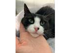 Adopt Fury a All Black Domestic Shorthair / Domestic Shorthair / Mixed cat in