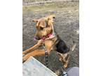 Adopt Indigo a Black German Shepherd Dog / Mixed dog in Pullman, WA (40944115)