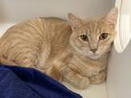 Adopt Dell a Orange or Red Domestic Shorthair / Domestic Shorthair / Mixed cat