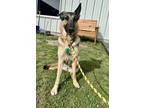 Adopt Willa a Black German Shepherd Dog / Mixed dog in New Bern, NC (41375739)
