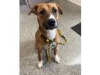 Adopt Dakota a Tan/Yellow/Fawn Shepherd (Unknown Type) / Mixed dog in New Bern