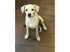 Adopt Elsa a Tan/Yellow/Fawn Terrier (Unknown Type, Small) / Jack Russell