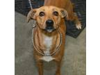 Adopt Cinnamon a Tan/Yellow/Fawn Manchester Terrier / Mixed Breed (Medium) /