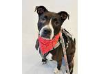 Adopt Bailey a Black Mixed Breed (Small) / Mixed Breed (Medium) / Mixed (short