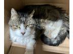 Adopt 24-05-1383 Sabrina a Domestic Mediumhair / Mixed (medium coat) cat in