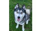 Adopt Lua a Black Husky / Mixed Breed (Medium) / Mixed (medium coat) dog in