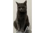 Adopt Shahab a British Shorthair cat in Annapolis, MD (41375657)