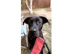 Adopt Moose a Black Labrador Retriever / Mixed dog in Kalispell, MT (41375648)